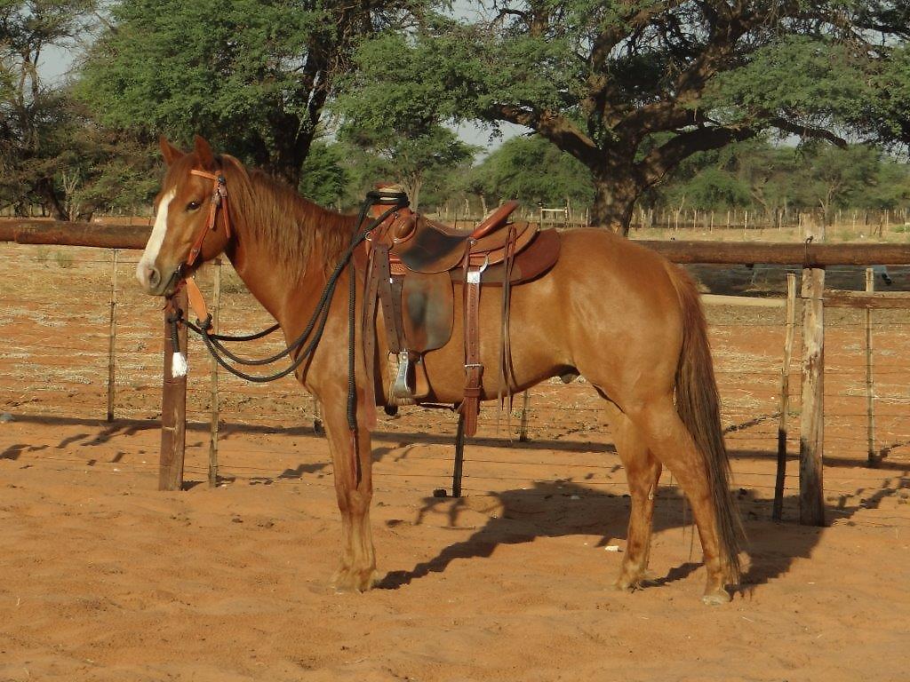 Bronco Lynx Bee Lucky